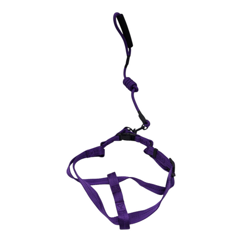 Dog Large  Leash PC 170